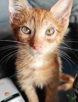 Einzigartiger Rusty sucht Zuhause - Margetshöchheim