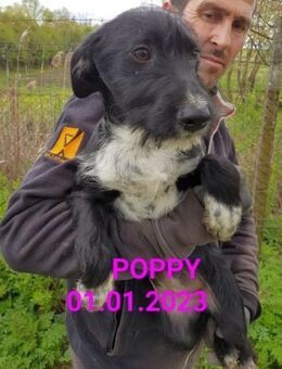 liebes Jungmädchen Poppy im Tierheim in - Abensberg