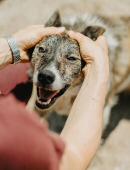 Igelmädchen Fadik - Stuttgart