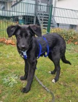 Tamira - wartet in 65474 Rüsselsheim - Oberwies