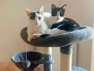 Geschwister Penny und Pepe - Margetshöchheim