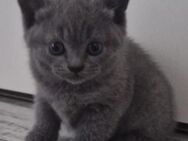 Reinrassige BKH Kitten - Duisburg