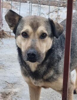 Hübscher DON braucht ein Zuhause - Neuberg