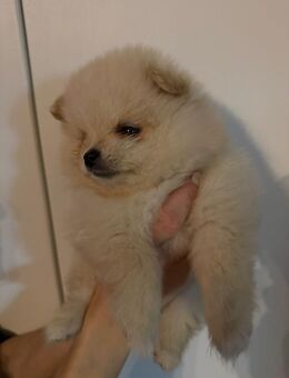 Reinrassige Zwergspitz Rüde Welpe Weiß - Detmold Klüt