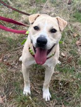 Knutschkugel Remo sucht seine Menschen! - Schwalmtal (Nordrhein-Westfalen)