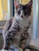 Maine Coon Katerchen sucht liebevolles Zuhause in 66482