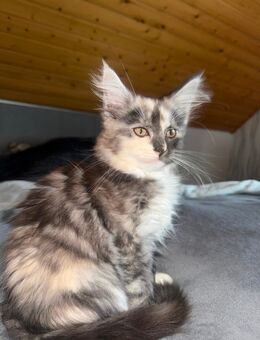 Unser letztes Main Coon Baby - Gardelegen (Hansestadt) Berge