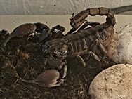Asia Skorpion abzugeben - Kelbra (Kyffhäuser)
