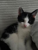 Katzenbaby zu verkaufen in 88048