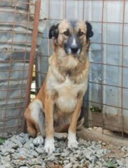 Tamy Pflegestelle oder Zuhause gesucht - Oberwies