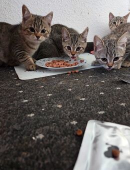 Katzenbabys abzugeben - Stuttgart