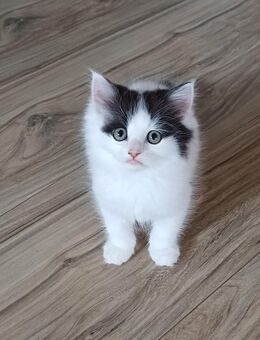 Kater Perser Mix Türkisch Angora - Freyung