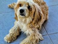 Aggelos sucht seine Engel! - Oberhausen
