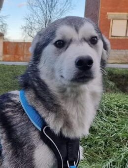 Diego sucht ein Zuhause - Linden (Hessen)