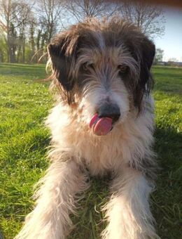 Struppi, liebenswerter Senior in 59394 - Mettmann