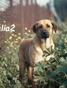 Dalia2 sanfte Hündin 10/18 ESP - Ruppertsecken