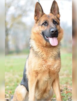 Honda, Schäferhund, weiblich, geb. Januar 2024 - Bad Oeynhausen