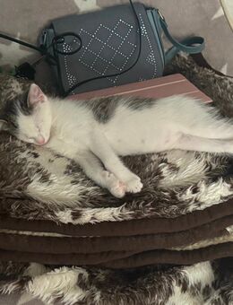 Kater 3 Monate alt - Hamm