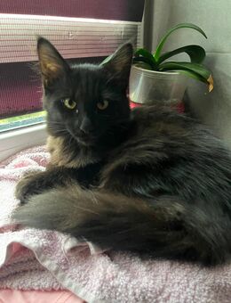 Maine Coon Mix Kitten - Aschersleben Zentrum
