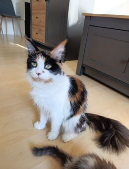 Baby Katzen - Flensburg