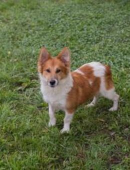 JOCKEL - aufgeschlossen und neugierig - Overath