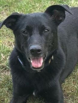 FIETE sucht ein neues Zuhause - Bad Bevensen