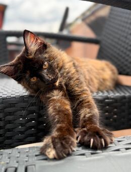 Reinrassige Maine-Coon Katze, sehr verschmust, in liebevolle Hände abzugeben - Kreuztal Zentrum