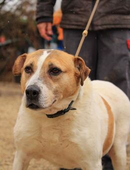 Lilly VA lustiger Sonnenschein - Neustadt (Rübenberge)