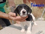 Támesis sucht Begleitung 3/25 ESP - Ruppertsecken