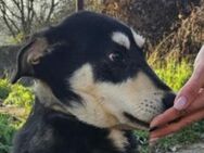 Hundekind ESO sucht Zuhause - Gefrees