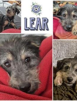 LEAR * unkomplizierter Hundejunge - Duisburg