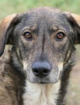 misstrauischer DESTINO sucht Vertrauen - Kallmünz