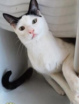 Rama Kater sucht sein Happy Home - Bad Camberg