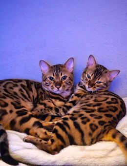 Bengalen Katzen suchen neues Zuhause - Augsburg
