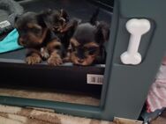 Yorkshire Terrier Welpen - Dresden