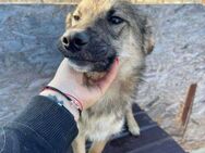 Lieber MARS sucht seine Familie - Neuberg