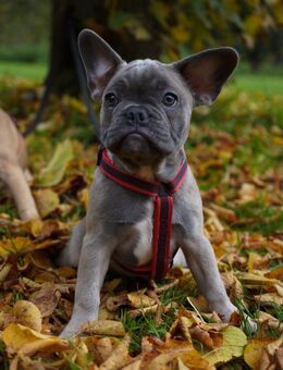 Französische Bulldoggen-Hündin (blau) - Nürnberg