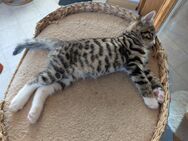 Kater Mix Waldkatze - Ohorn