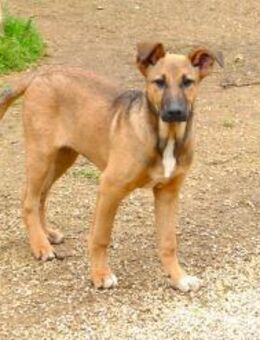 Brad sucht seine Menschen - Fronreute