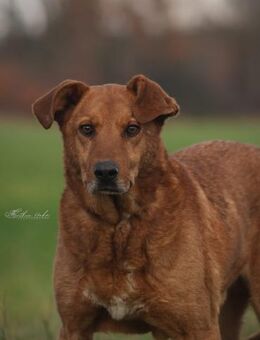 Timmy - neugieriger Schatz ❤️ - Salzwedel (Hansestadt) Zentrum