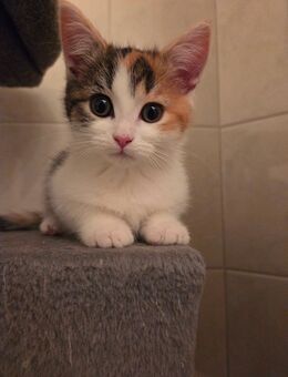 Maine Coon Mix - Reinsberg