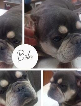 BABI PP zarte Seele sucht Sicherheit - Neustadt (Rübenberge)