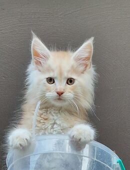 Maine Coon Kitten reinrassig - Kraja