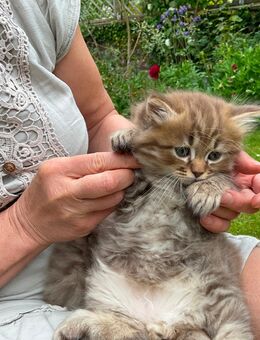 Edelmix sibirische Katze und Heilige Birma - Wesel