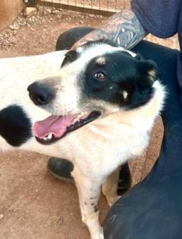 Merlin - menschenverliebt und fröhlich - Mettmann