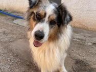 Legolas - Notfall Senior - - Bad Vilbel