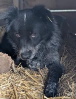 wunderschöne, schüchterne Nila - Kallmünz