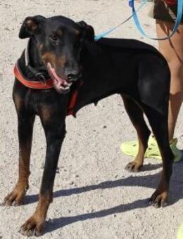 Kharma, wundervolle Dobi-Seele - Geilenkirchen