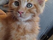 Main coon kitten mit stammbaum - Pfungstadt