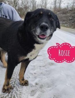 Rosie ein Engel auf Erden - Mannheim